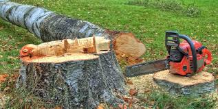 Best Tree Removal  in Elmont, NY