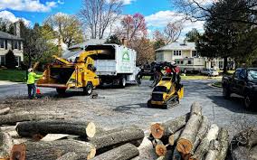 Best Arborist Consultation Services  in Elmont, NY