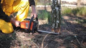 Best Lawn Maintenance Plans  in Elmont, NY