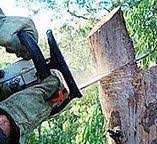 Best Tree Risk Assessment  in Elmont, NY
