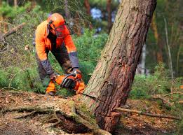 Best Firewood Processing and Delivery  in Elmont, NY
