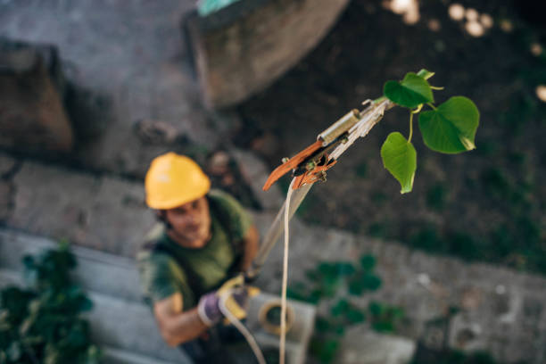Best Tree Maintenance Programs  in Elmont, NY