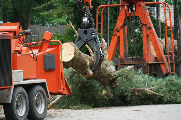Best Hazardous Tree Removal  in Elmont, NY